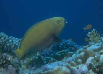 Rostpapageienfisch