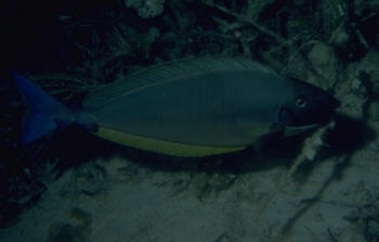 Blauklingendoktor