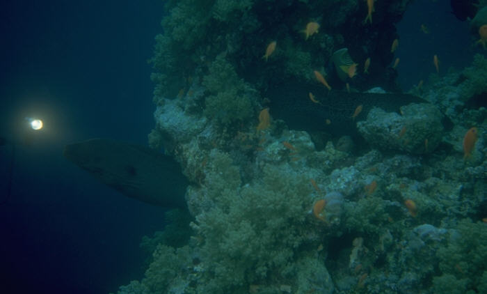Riesenmur&auml;ne