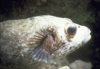 Wei&szlig;fleckkugelfisch