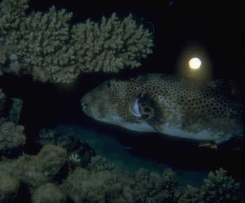 Schwarzfleckkugelfisch