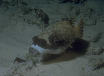 Maskenkugelfisch