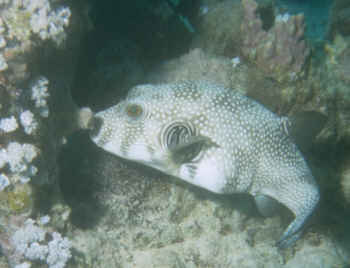 Wei&szlig;fleckkugelfisch