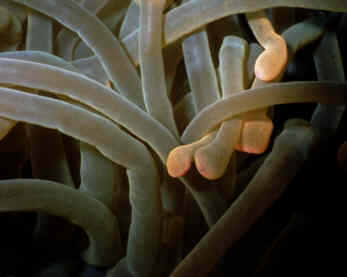 Anemone