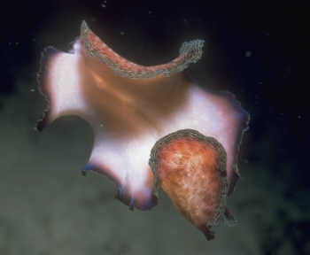 Strudelwurm