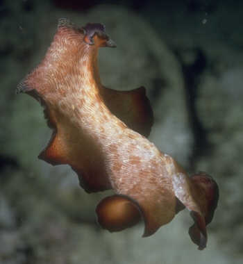 Strudelwurm