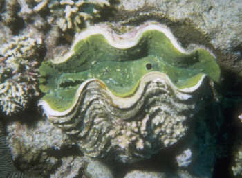 Schuppige Riesenmuschel