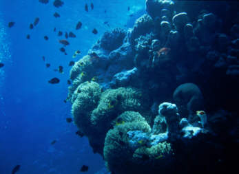 Anemonenwand