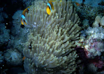 Clownsfish