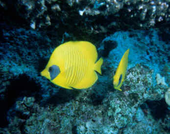 Maskenfalterfische