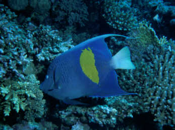 Arabischer Kaiserfisch