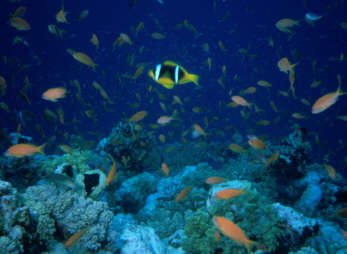 Anemonenfisch