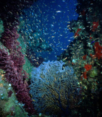 Jungfische