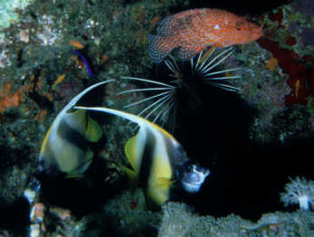 Wimpelfische und Juwelenbarsch