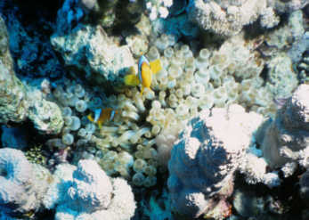 Anemonenfische