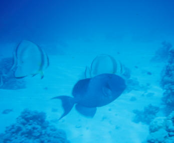 Fledermausfische und Blauer Dr&uuml;cker