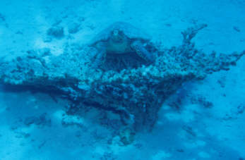 Schildkr&ouml;te