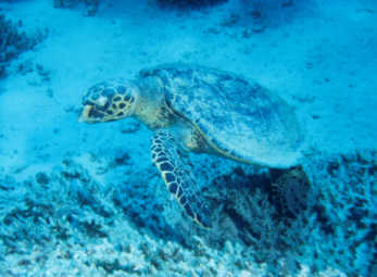 Schildkr&ouml;te