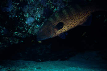 Leopardenzackenbarsch