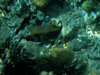 Kofferfisch