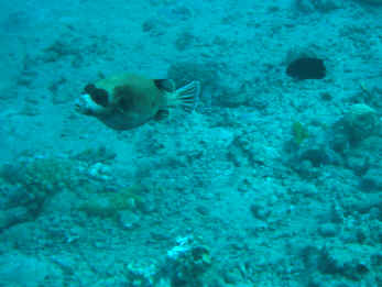 Maskenkugelfisch