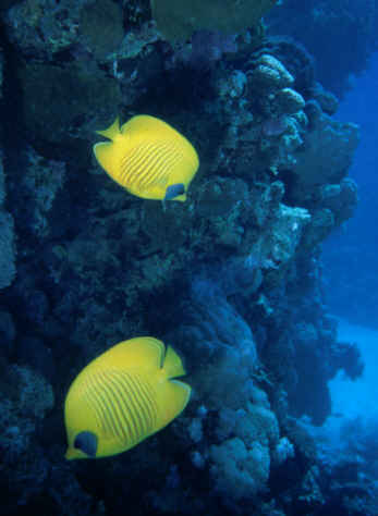 Maskenfalterfische