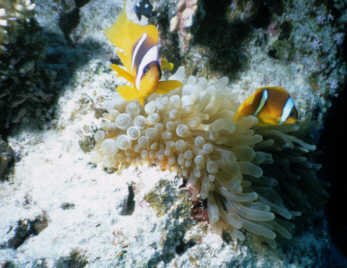 Rotmeeranemonenfische