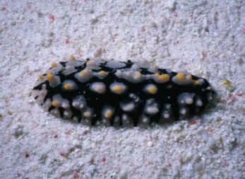 R&uuml;ppells Warzenschnecke