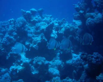 Fledermausfische