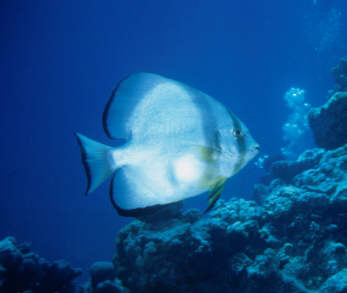 Fledermausfisch