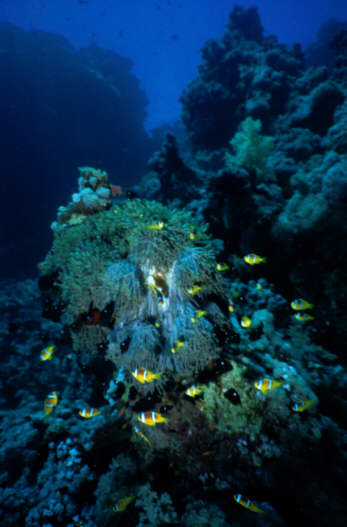 Anemonenfische