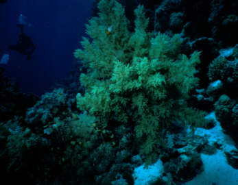 Seeaster
