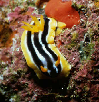 Pyjamaschnecke