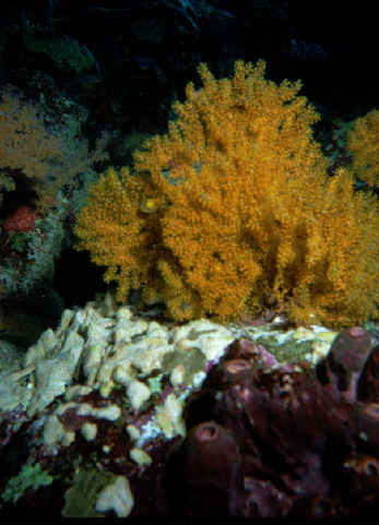 Gorgonie ?