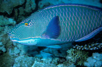 Papageienfisch