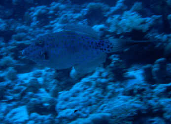 Feilenfisch