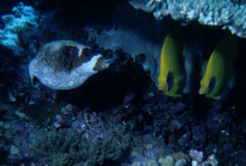 Maskenkugelfisch mit -falterfisch