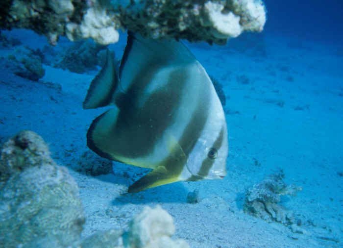 Fledermausfisch