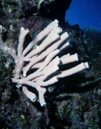 Syphonschwamm