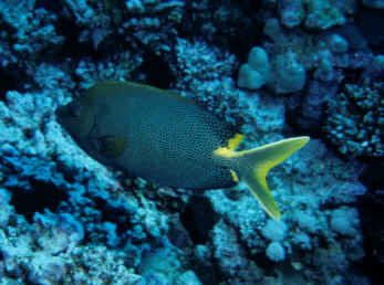Kaninchenfisch
