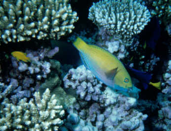 Buckelkopfpapageienfisch