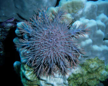 Dornenkrone