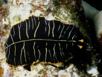 Getigerter Strudelwurm