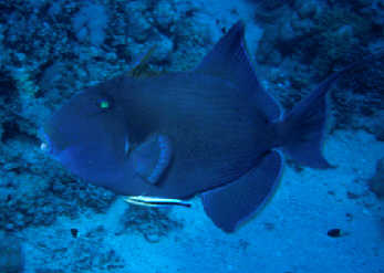 Blauer Dr&uuml;cker mit Putzer