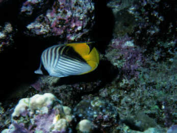F&auml;hnchenfalterfisch