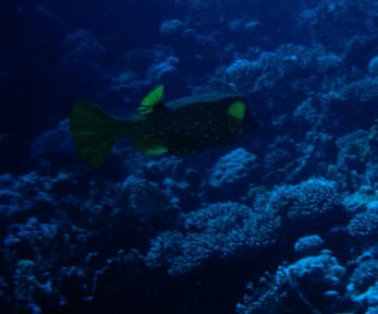 Kofferfisch