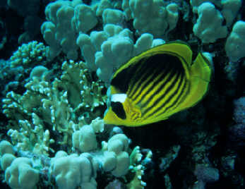 Tabakfalterfisch