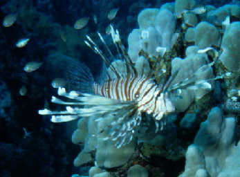 Rotfeuerfisch