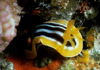 Pyjamaschnecke