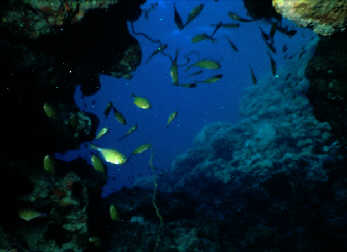 Beilbauchfische